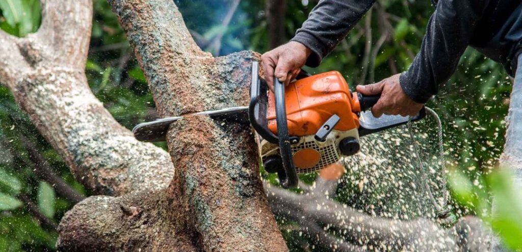 Tree Surgeons