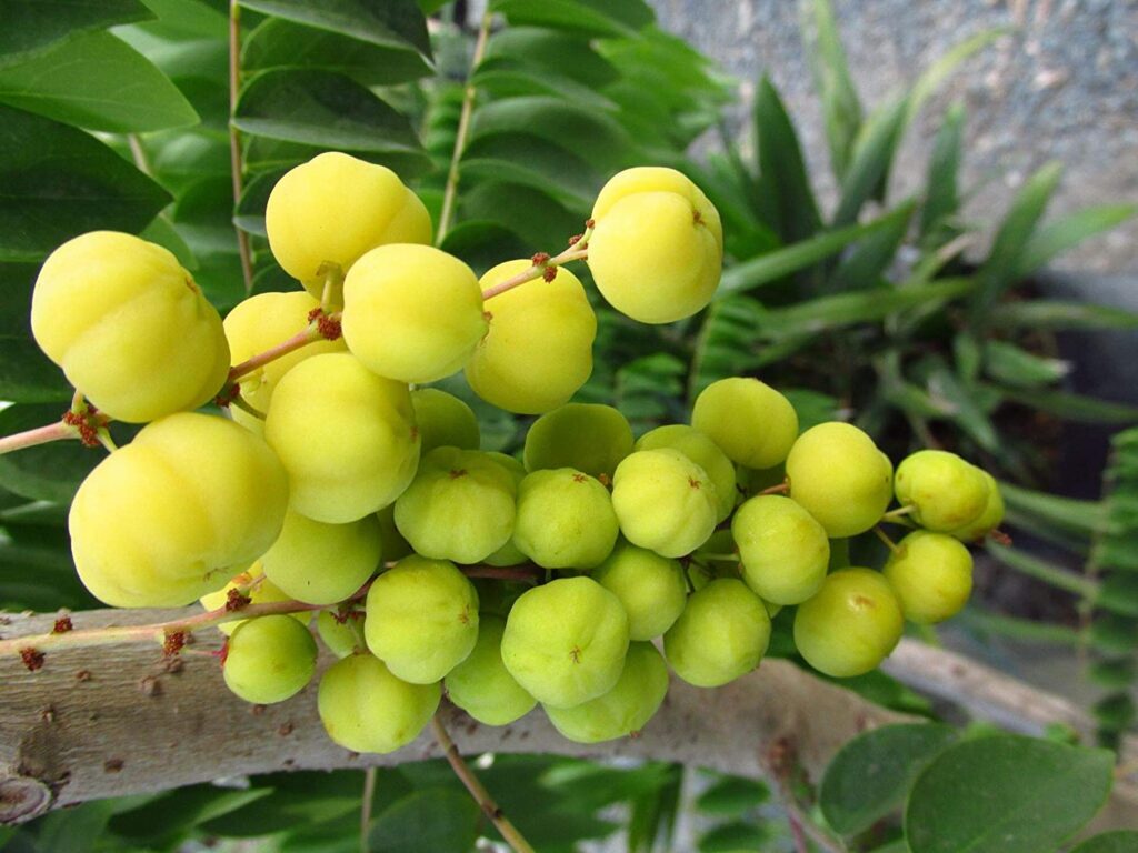 Star Gooseberry Health benefits for Constipation and Asthma